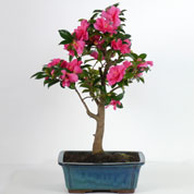 Bonsai Camlia 15 anos